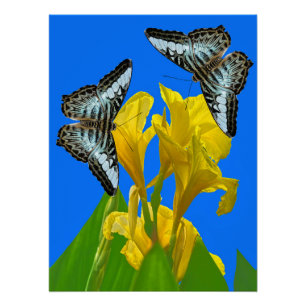 Poster Papillons à clipper bleu malaisien sur Canna King