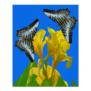 Poster Papillons à clipper bleu malaisien sur Canna King