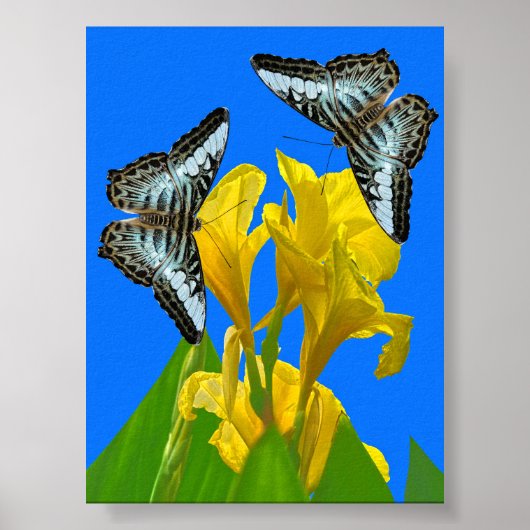 Poster Papillons à clipper bleu malaisien sur l'affiche c (Devant)