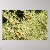 Poster Papillons à queue d'hirondelle sur un arbuste en f (Devant)