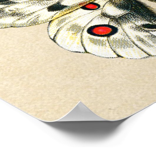 Poster Papillons à queue épaisse et chenilles (Coin)