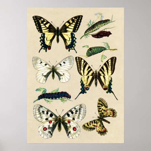 Poster Papillons à queue épaisse et chenilles (Devant)