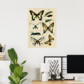 Poster Papillons à queue épaisse et chenilles (Bureau à domicile)