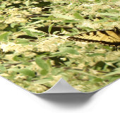 Poster Papillons à queue épineuse sur arbuste à fleurs (Coin)