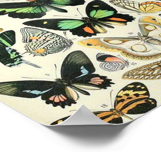 Poster Papillons Adolphe Millot B (Coin)