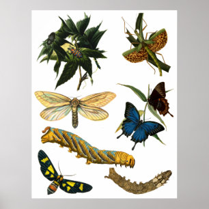 Poster Papillons Beetle Bugs Insectes Collage Art