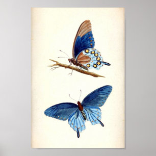 Poster Papillons bleus vintages