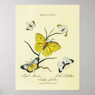 Poster Papillons britanniques vintage Illustration floral