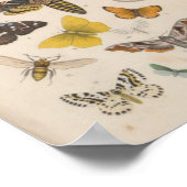 Poster Papillons couleur vintage Moths Imprimer (Coin)