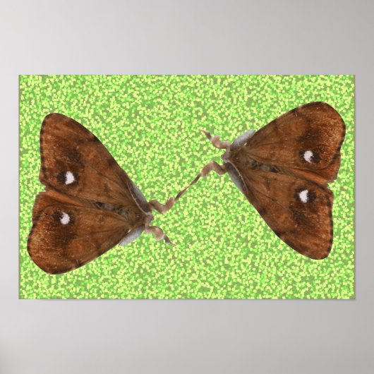 Poster Papillons de combat (Devant)