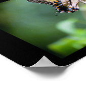 Poster Papillons de Louisiane (Coin)