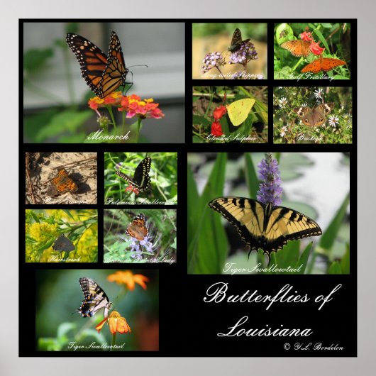 Poster Papillons de Louisiane (Devant)