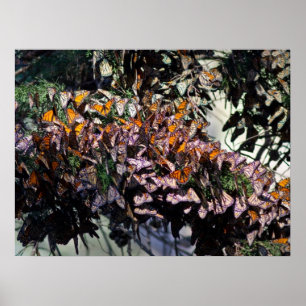 Poster Papillons de monarque
