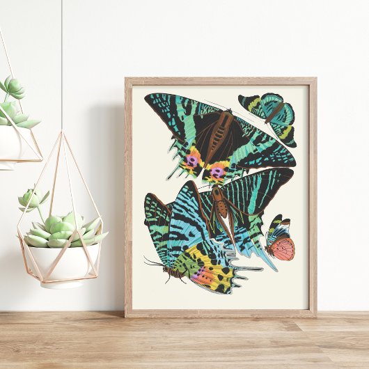 Poster Papillons | Emile-Allain Séguy