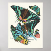 Poster Papillons | Emile-Allain Séguy (Devant)