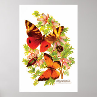 Poster Papillons et coléoptères