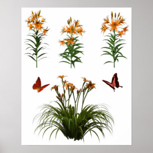 Poster Papillons Et Lys De Tigre