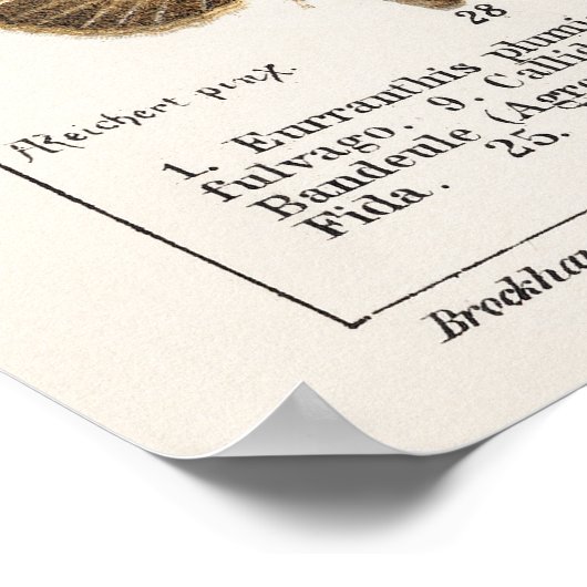 Poster Papillons et papillons (Coin)