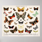 Poster Papillons et papillons (Devant)