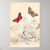 Poster papillons et papillons (Devant)