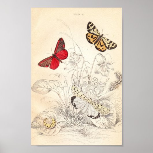 Poster papillons et papillons (Devant)