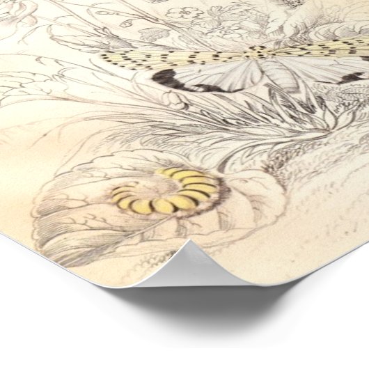 Poster papillons et papillons (Coin)