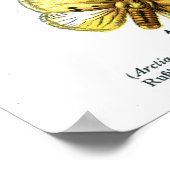 Poster Papillons européens (Coin)