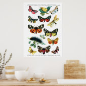 Poster Papillons européens (Cuisine)