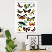 Poster Papillons européens (Bureau à domicile)