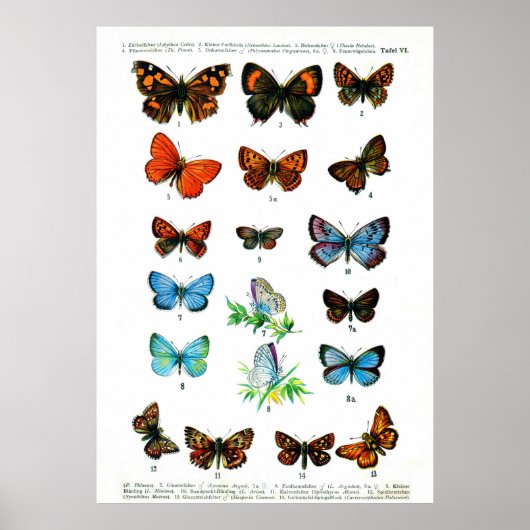 Poster Papillons européens (Plaque 06) (Devant)