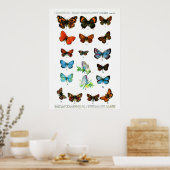 Poster Papillons européens (Plaque 06) (Cuisine)