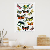 Poster Papillons européens (Plaque 10) (Cuisine)