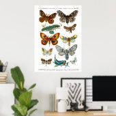 Poster Papillons européens (Plaque 13) (Bureau à domicile)