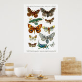 Poster Papillons européens (Plaque 13) (Cuisine)