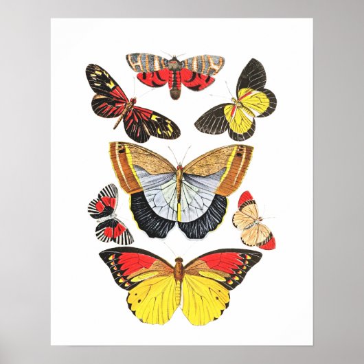 Poster Papillons, Fond Transparent, (Devant)