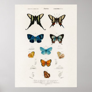 Poster Papillons Illustrés Par Charles D'Orbigny