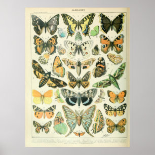 Poster Papillons illustrés vintages