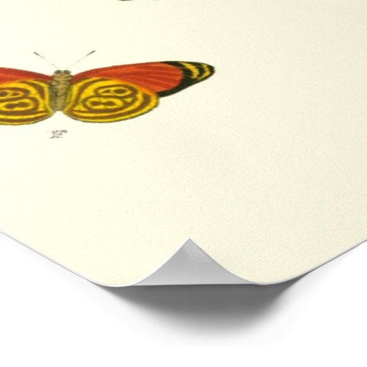 Poster Papillons lumineux par Pieter Cramer (Coin)