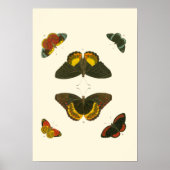 Poster Papillons lumineux par Pieter Cramer (Devant)
