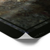 Poster Papillons malachites 1 Imprimés -24x20 ou plus pet (Coin)