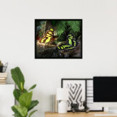 Poster Papillons malachites 1 Imprimés -24x20 ou plus pet (Bureau à domicile)