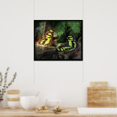 Poster Papillons malachites 1 Imprimés -24x20 ou plus pet (Cuisine)