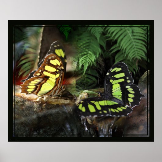 Poster Papillons malachites 1 Imprimés -24x20 ou plus pet (Devant)