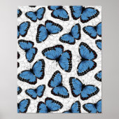 Poster Papillons morpho bleu (Devant)