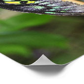 Poster Papillons noirs Nature (Coin)