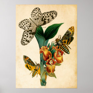 Poster Papillons nymphe de Ceylan Tree et papillons de nu