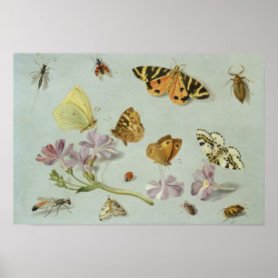Poster Papillons, papillons de nuit et autres insectes
