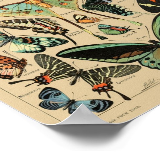 Poster Papillons Papillons vintages (Coin)