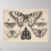 Papillons-papillons vintages Lépidoptères de papil
