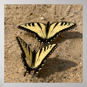 Poster Papillons sur la plage
